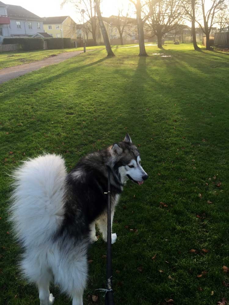 瑞典买房条件,瑞典人口多少