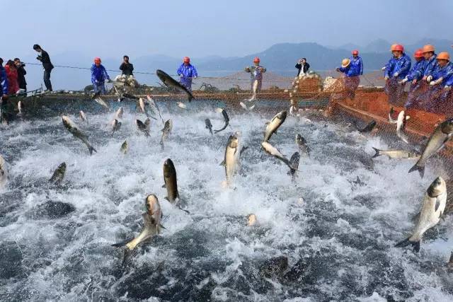 世界顶级千岛湖美食,千岛湖最有名的10道菜