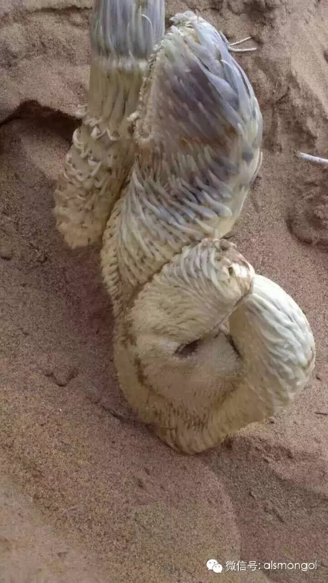 蒙古阿拉善肉苁蓉,阿拉善苁蓉生长在哪儿