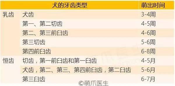 犬猫牙齿生长周期,猫咪狗狗为什么生的不同种类