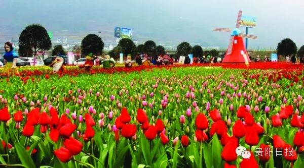 最美贵州花海杜鹃花,贵阳百里杜鹃花海