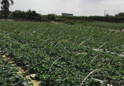 成都采草莓哪个地方最好,成都周边草莓采摘园基地
