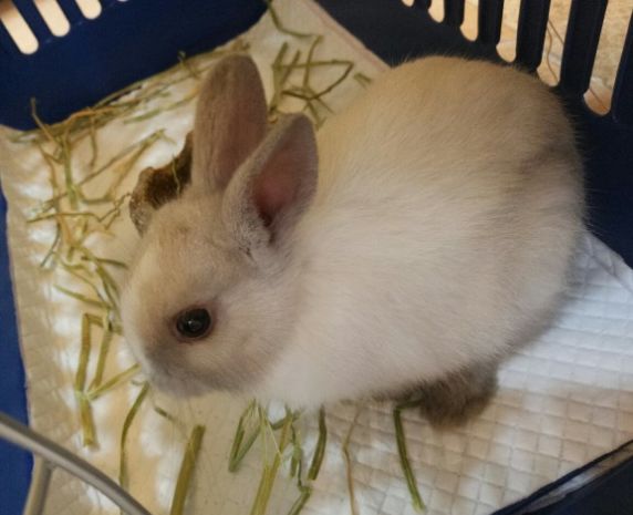 妙手仁心救我狗命锦旗,妙手仁心宠物医院