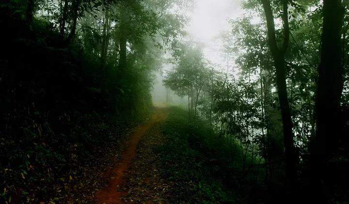为什么说南糯山是全球古茶第一村,南糯山为什么是普洱茶第一村