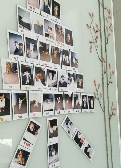 妙手仁心救我狗命锦旗,妙手仁心宠物医院