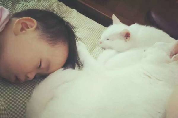 沉浸式养猫体验,养猫是一种什么体验