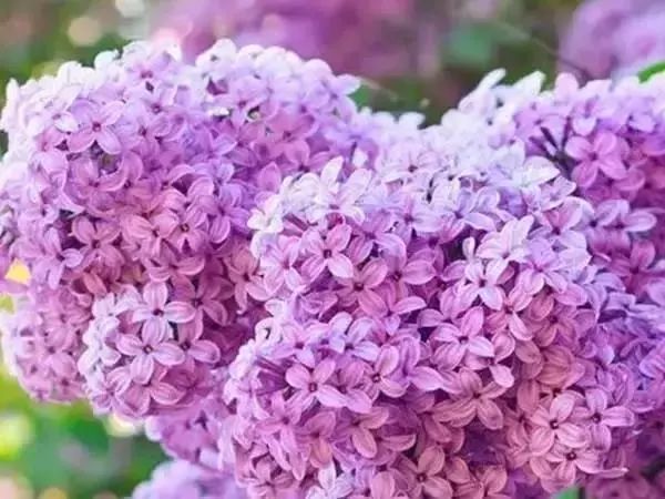 最好看的十种鲜花,小众又好看的鲜花