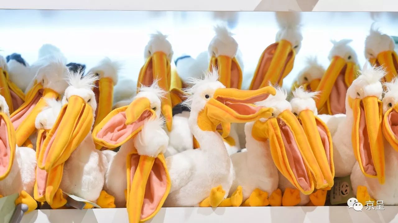 鹈鹕树懒食蚁兽?北京这家非主流玩偶店教你认认新萌物