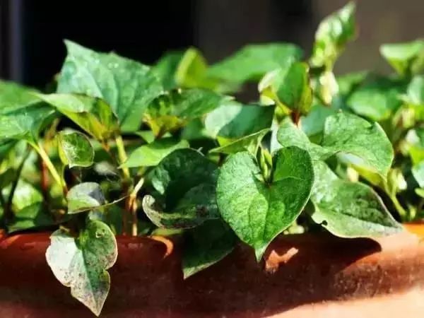 最好看的十种鲜花,小众又好看的鲜花