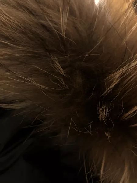 鎶勮鐨勬渶楂樺鐣屾湁澶氶珮,canadagoose