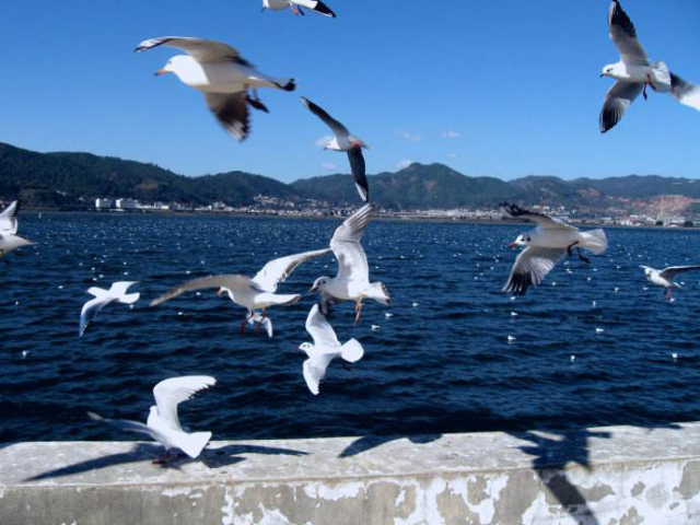 春城秀红嘴鸥图片,春城冬日美景