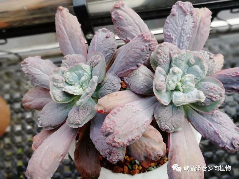 秀肉肉｜在景天的道路是越走越变态