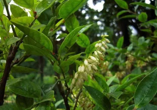 南烛盆景扦插,南烛景观树