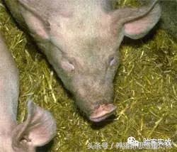 猪萎缩鼻炎联合用药方子,猪萎缩性鼻炎的克星