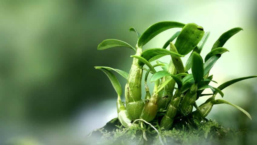 中医名家说霍山石斛,霍山石斛的十大误区