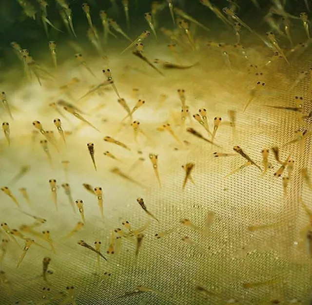 锦鲤繁殖孵化方法全过程,鱼缸锦鲤产卵后怎么孵化