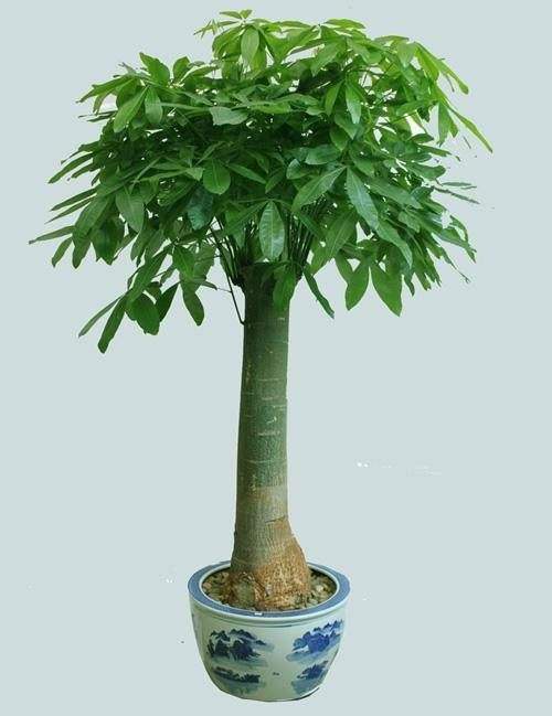 家里养什么植物好招财风水好,家里放哪些绿植旺财呢