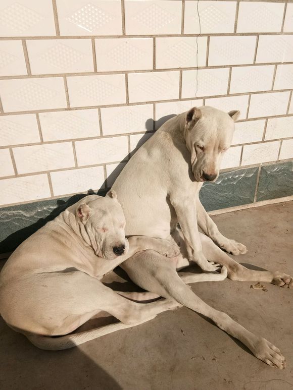 你们一天除了吃就是睡，还能有点别的娱乐项目吗么——杜高吧