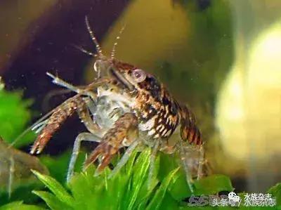 常见淡水观赏鳌虾大全,观赏鳌虾是淡水的吗
