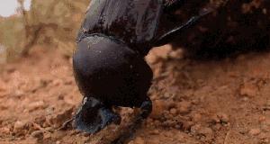 呦呦切克闹英文版,呦呦切克闹原创