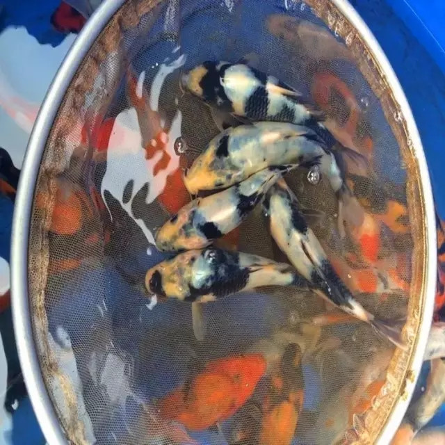 锦鲤繁殖孵化方法全过程,鱼缸锦鲤产卵后怎么孵化