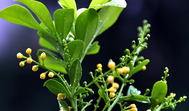 米兰花为什么要放在室内,室内茉莉花和米兰花哪个好养