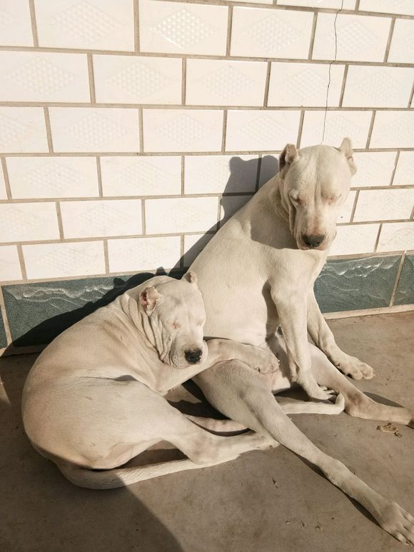 你们一天除了吃就是睡，还能有点别的娱乐项目吗么——杜高吧