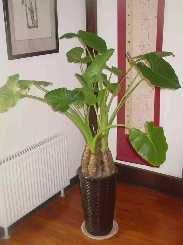 小孩贪玩吃了这个叶子口吐白沫，你家里可能也有！