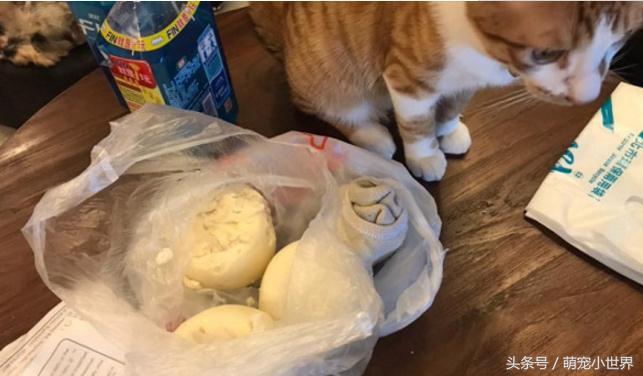 偷吃完拿白袜子来充数？馒头被主子神掉包，妈妈笑到歪腰