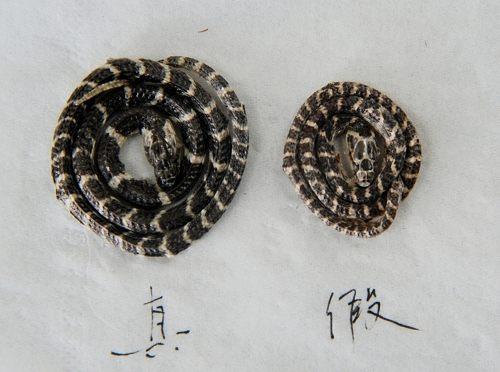 中药材造假猖獗，火眼金睛识别假中药