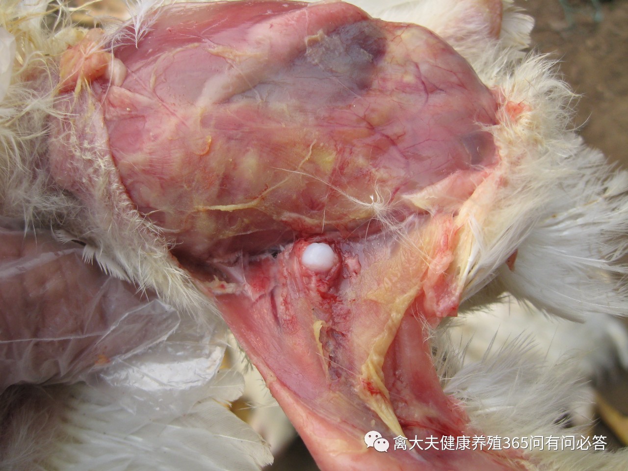 外国禽流感的最新状况,国内禽流感的最新状况