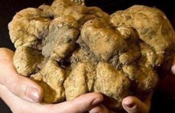 世界最珍贵的九种食材,世界最珍贵的五种食材