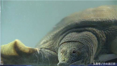 野生甲鱼最佳养殖方法,野生甲鱼的养殖方法与技术