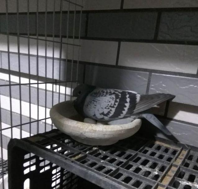 元宝鸽下蛋了没有保姆鸽怎么办,怎么能保证保姆鸽和种鸽同时下蛋