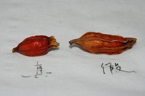 造假最多的十个中药材,名贵中药材造假的有哪些