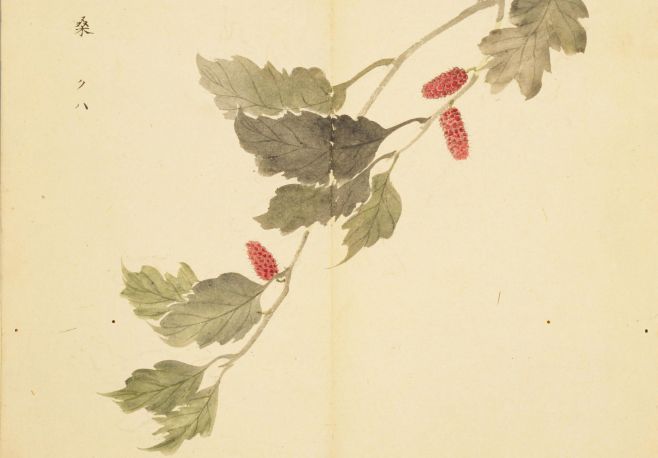 诗经中最唯美的名字,王姓女孩诗经中最唯美的名字