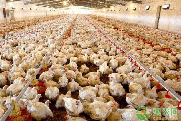 今日肉毛鸡最新走势,广西批发鸡价格最新行情