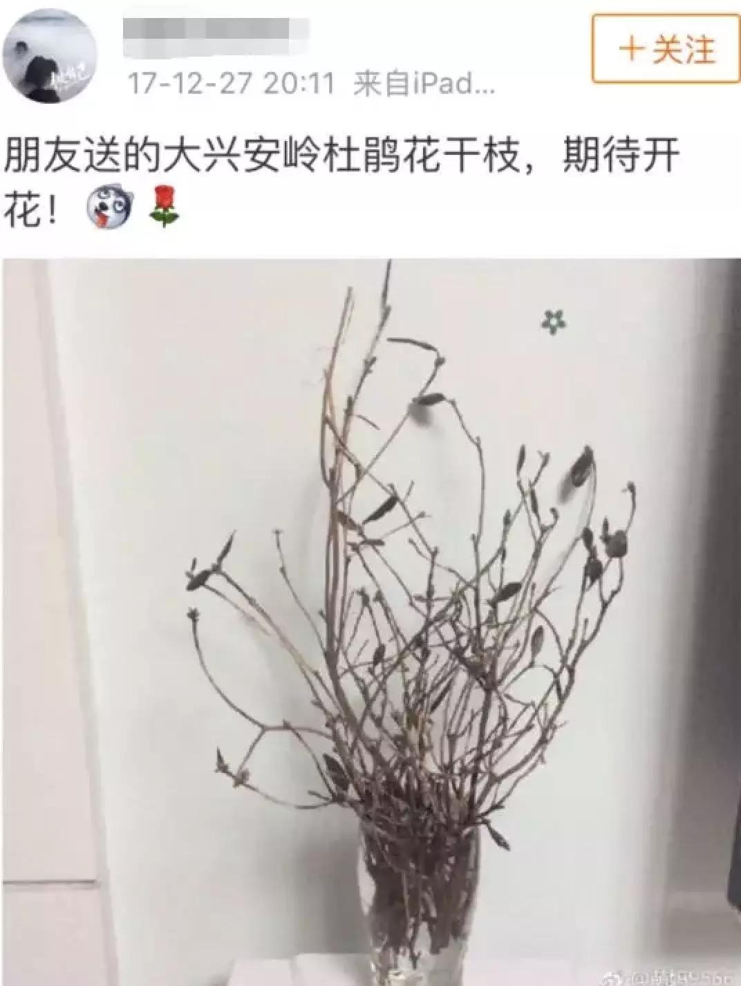 “杜鹃起死回生”刷爆朋友圈：20元一束被指破坏生态