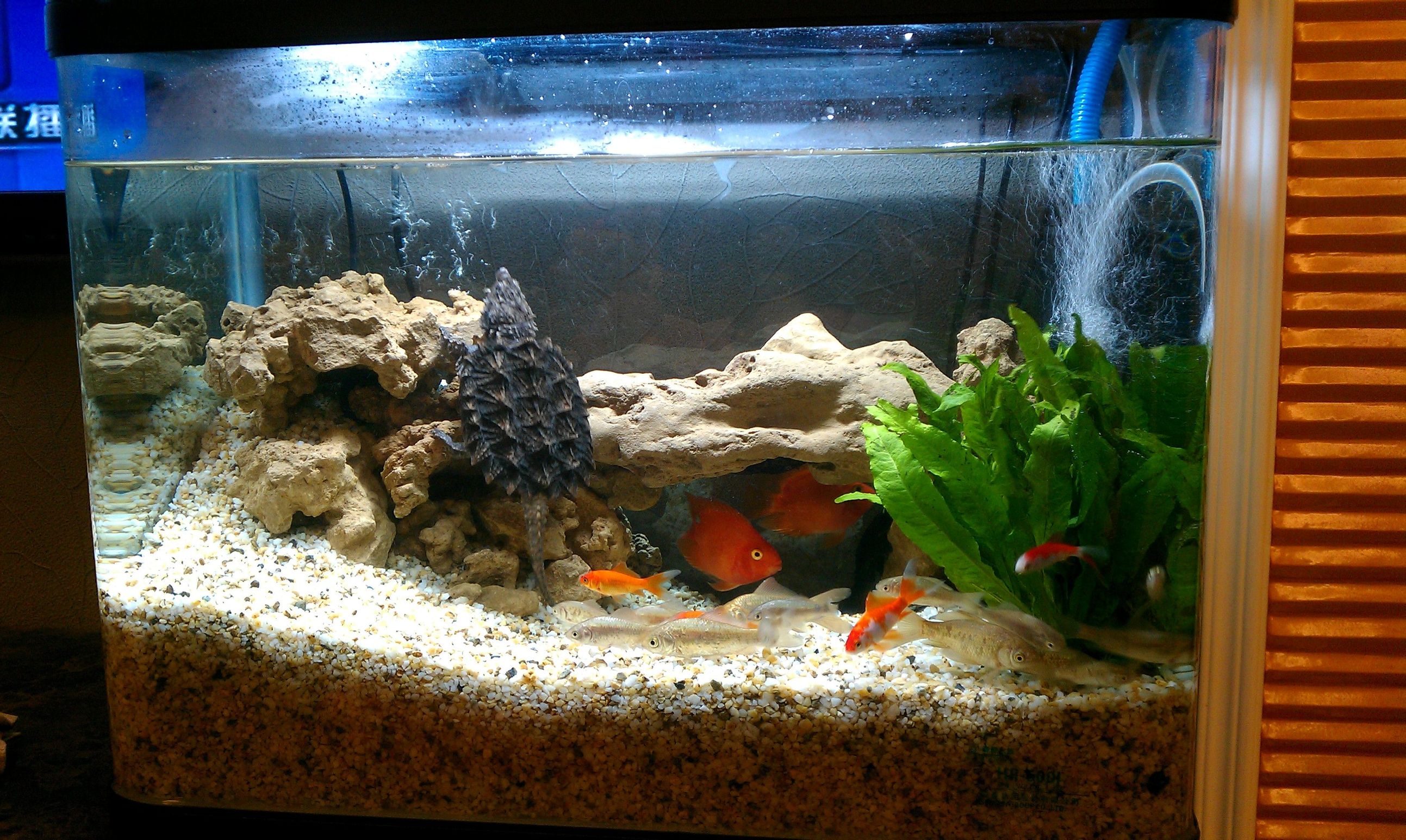 新手饲养水龟入门,饲养黄喉拟水龟需要什么手续