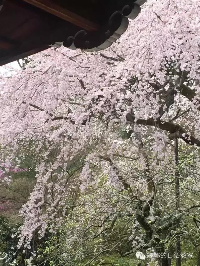 去日本扫货必买清单,日本有什么东西值得买