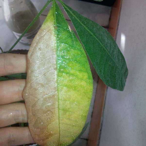 家里发财树叶子黄了怎么办,家里的发财树叶子发黄是怎么回事