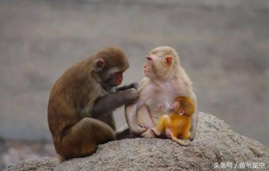 生肖猴在未来几年运气怎么样,2018年属猴男每个月运程和财运