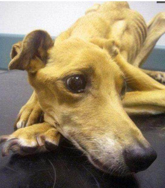 名贵格力犬，以一种作死的方式结束了它安逸的一生