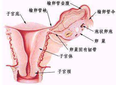 久坐引发炎症,为啥会得附件炎