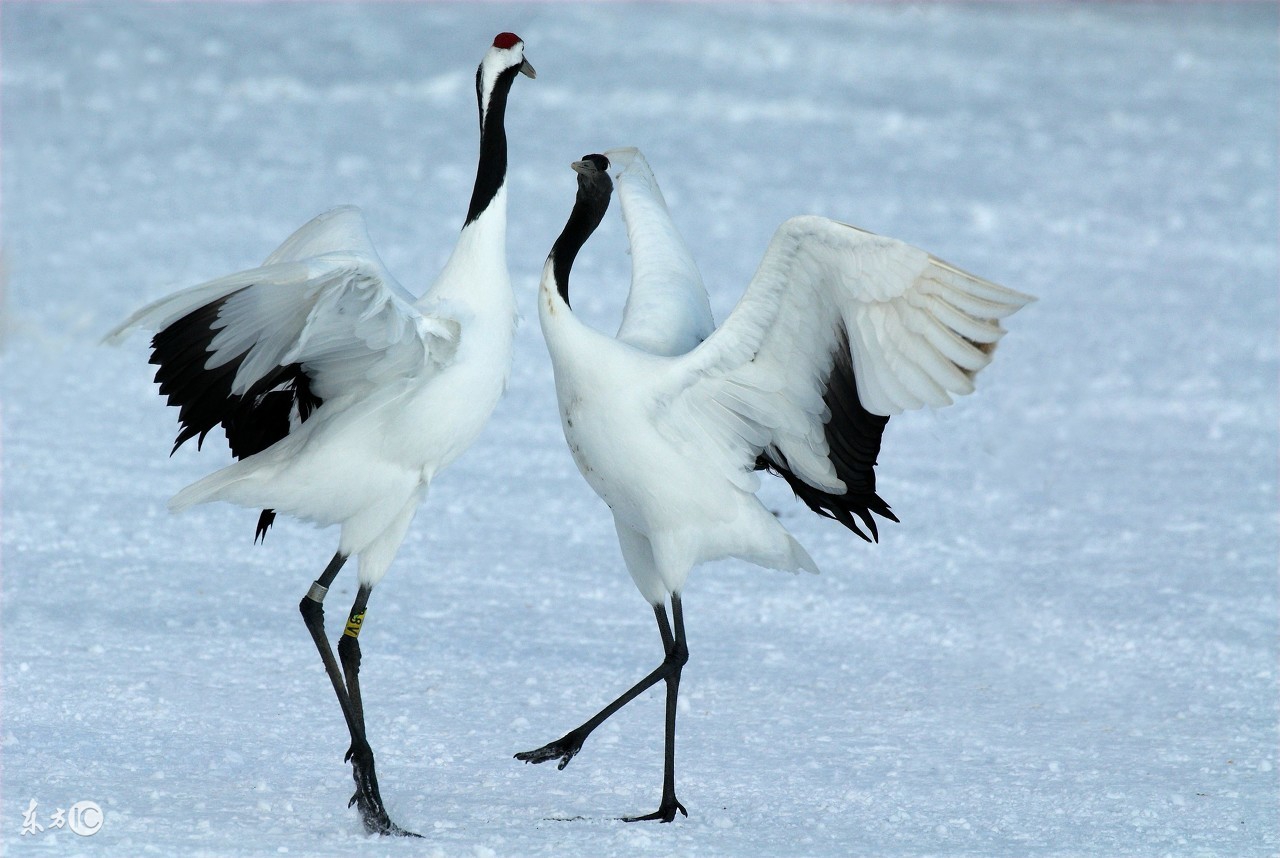 五禽戏真传第一鹤戏