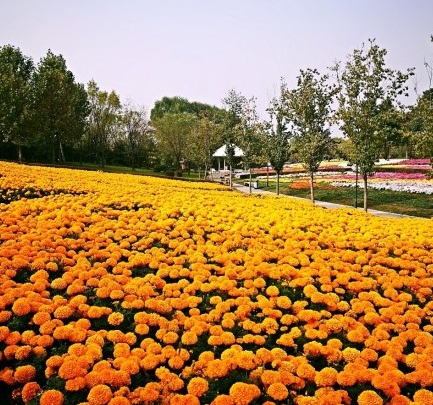 北京国际鲜花港直播,北京国际鲜花港可以带狗狗吗