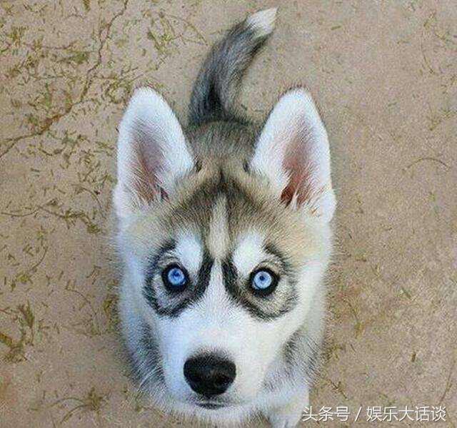 会咬人的狗有什么特征,摸狗的哪些部位会咬人