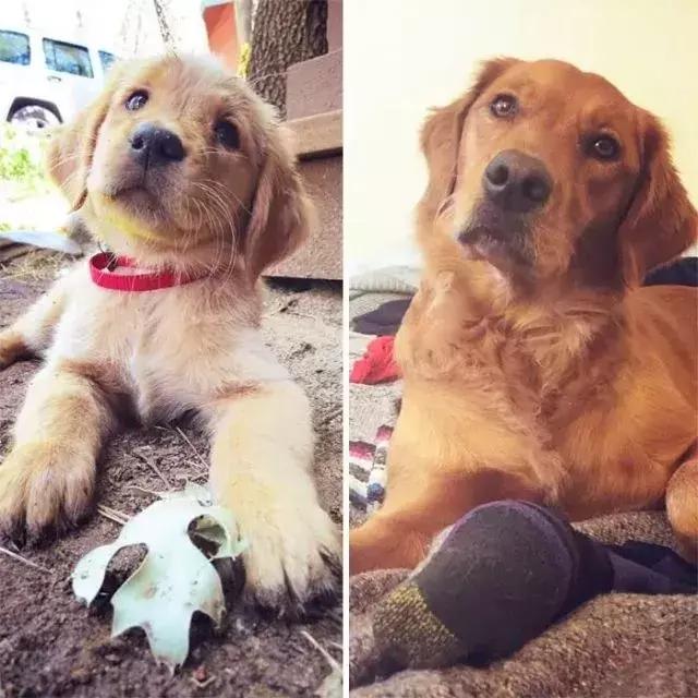 来自狗狗的反击,来自狗狗的报复新闻