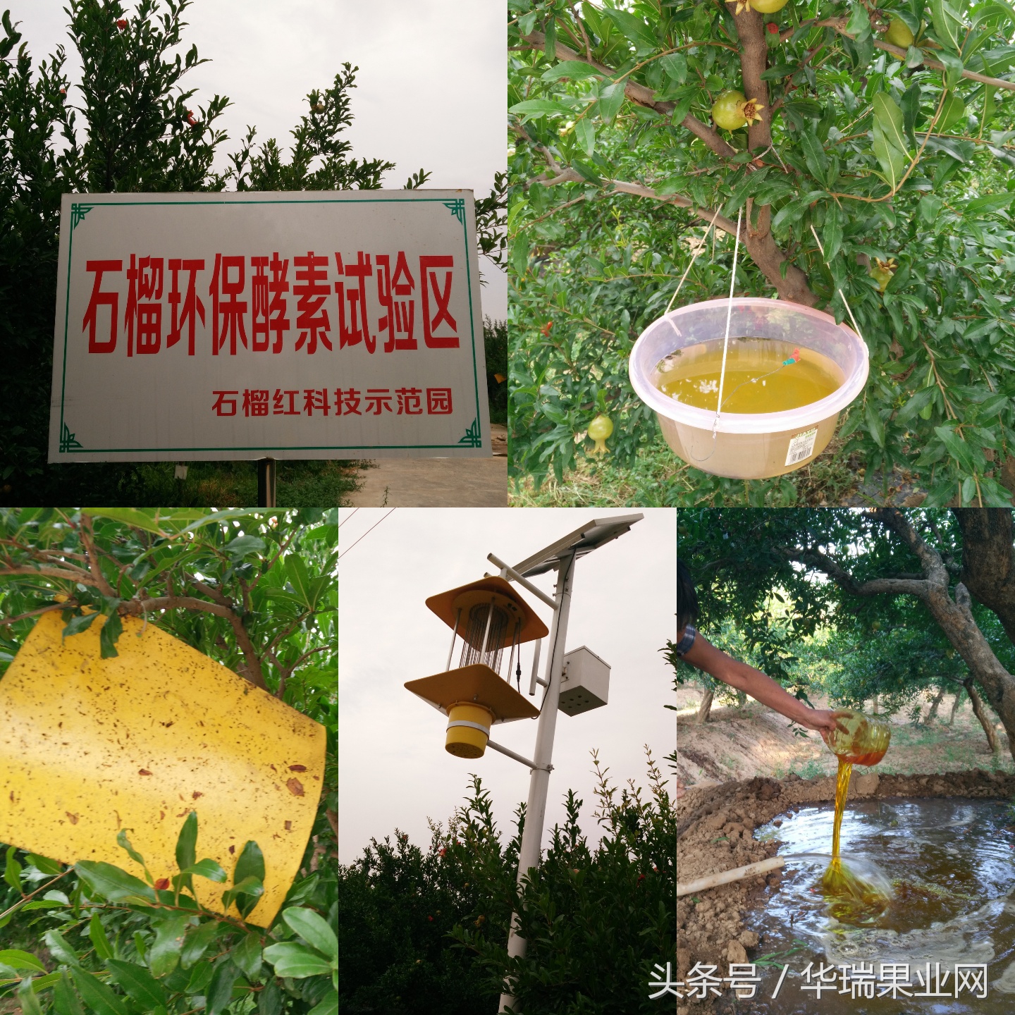 石榴树的主要害虫有哪些如何防治,石榴树蚜虫怎么除