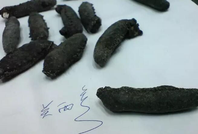 带您了解世界海参,你知道全球有多少种鲨鱼吗